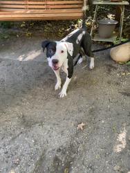 Found/Stray Male Dog last seen Throop Ave at Vernon Ave, Brooklyn, NY 11221