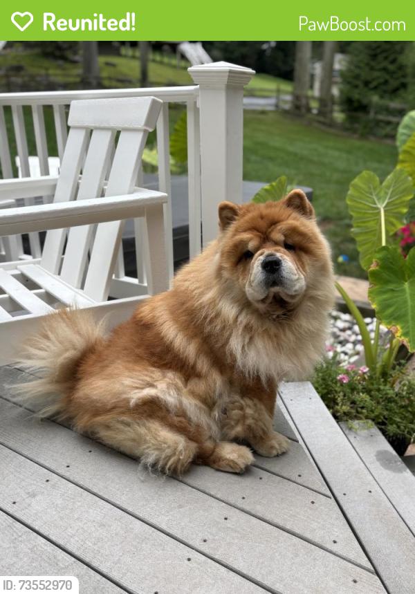 Reunited Female Dog last seen Near Westtown rd, West Chester, PA 19382