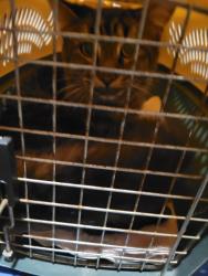 Found/Stray Female Cat last seen W 162, Cleveland, OH 44135