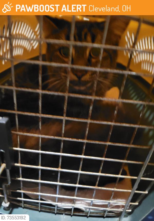 Found/Stray Female Cat last seen W 162, Cleveland, OH 44135