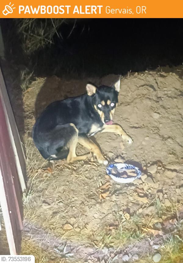 Found/Stray Unknown Dog last seen Near Mt Angel Gervais Rd NE Gervais OR, Gervais, OR 97071