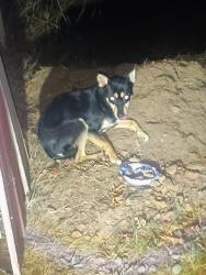 Found/Stray Unknown Dog last seen Near Mt Angel Gervais Rd NE Gervais OR, Gervais, OR 97071