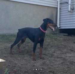 Lost Female Dog last seen Fernbank Rd / Parker St, Springfield, MA 01129