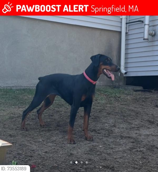 Lost Female Dog last seen Fernbank Rd / Parker St, Springfield, MA 01129