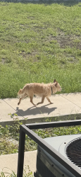 Found/Stray Unknown Dog last seen 22nd St S, St. Petersburg, FL 33712