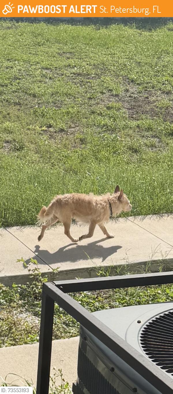 Found/Stray Unknown Dog last seen 22nd St S, St. Petersburg, FL 33712