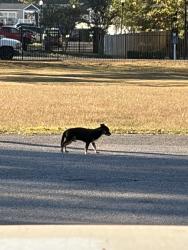 Found/Stray Male Dog last seen egypt central, gas station near trailer homes, Millington, TN 38053