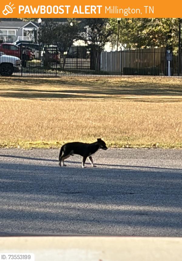 Found/Stray Male Dog last seen egypt central, gas station near trailer homes, Millington, TN 38053