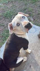 Lost Male Dog last seen Meadowbrook Middle, Fort Worth, TX 76103