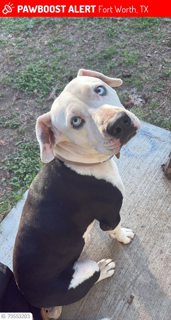 Lost Male Dog last seen Meadowbrook Middle, Fort Worth, TX 76103