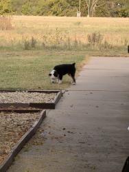 Found/Stray Male Dog last seen Ashley oaks apmts, San Angelo, TX 76904