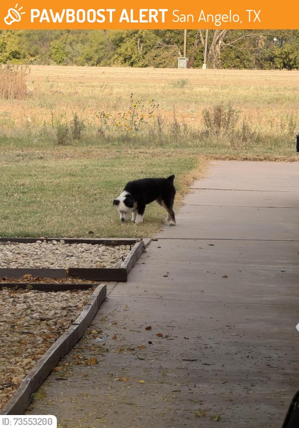 Found/Stray Male Dog last seen Ashley oaks apmts, San Angelo, TX 76904