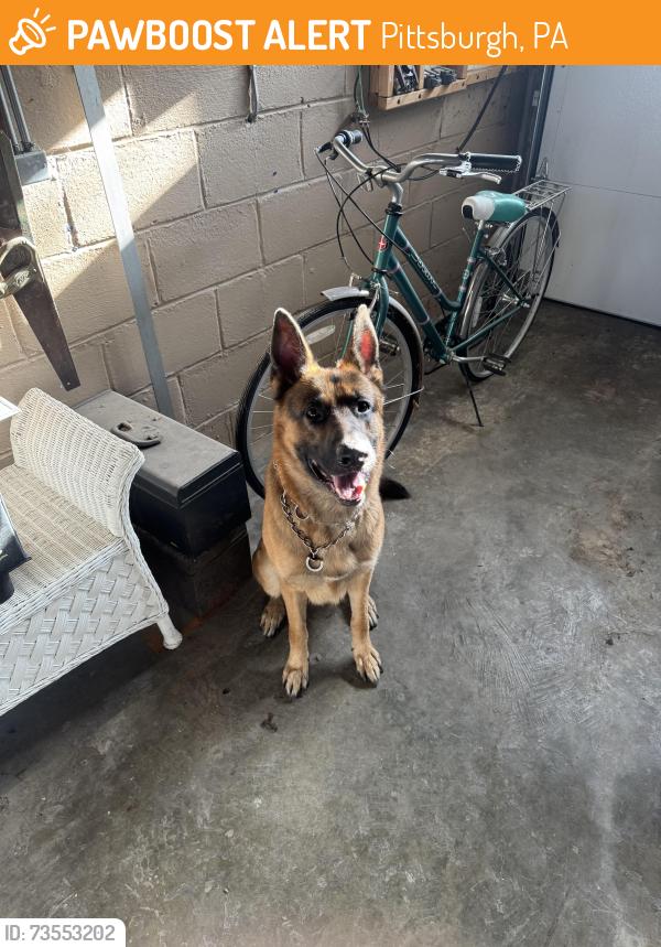 Found/Stray Male Dog last seen Brownsville x Nobles, Pittsburgh, PA 15210