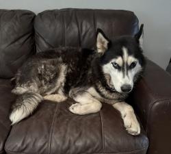 Reunited Female Dog last seen Sunrise and 118th Ave, Plantation, FL 33323