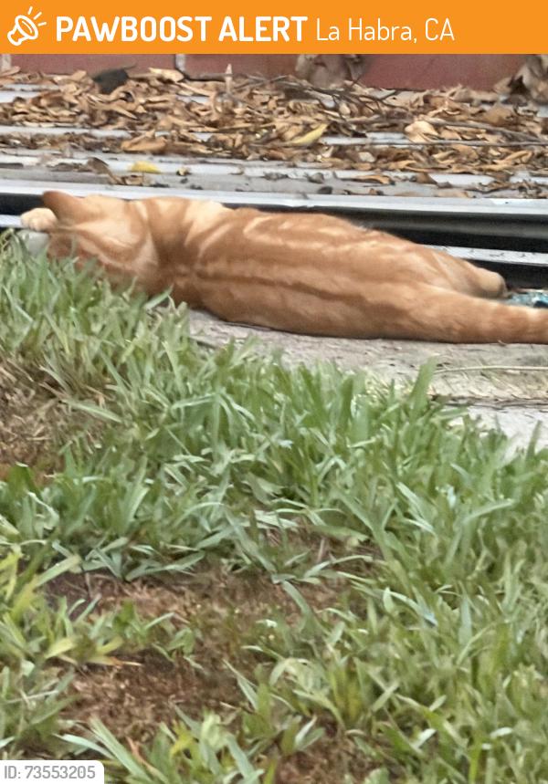 Found/Stray Male Cat last seen Las Lomas and Keene Dr, La Habra, CA 90631