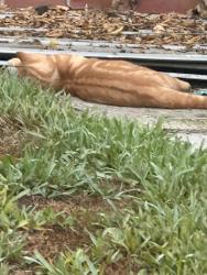 Found/Stray Male Cat last seen Las Lomas and Keene Dr, La Habra, CA 90631