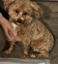 Reunited Unknown Dog last seen 123rd and Running Horse, Platte City, MO 64079