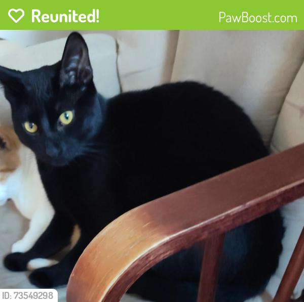 Reunited Male Cat last seen Ballard St and Brown St, Harvest Bend Subdivision, Wylie, TX 75098