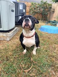 Reunited Female Dog last seen North gate Country Club, Houston, TX 77068