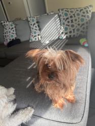 Found/Stray Female Dog last seen osceola parkway, Buena Ventura Lakes, FL 34743