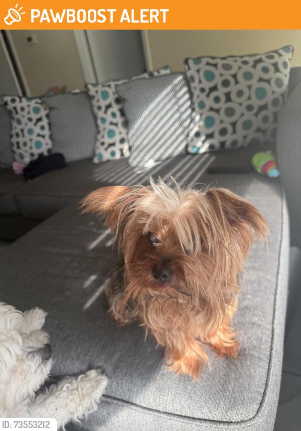 Found/Stray Female Dog last seen osceola parkway, Buena Ventura Lakes, FL 34743