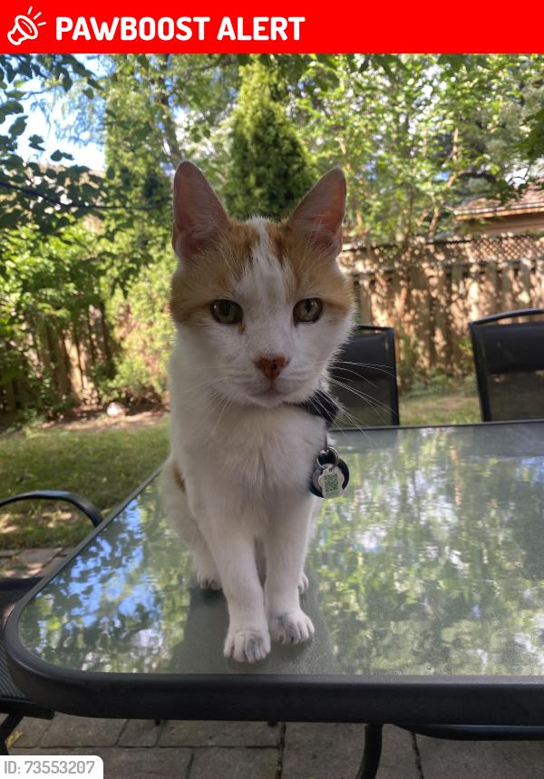 Lost Male Cat last seen Winston churchil and Argentia rd near home depot, Mississauga, ON L5N 8A5