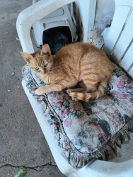 Lost Female Cat last seen Near Lafayette st welby co., Denver, CO 80229