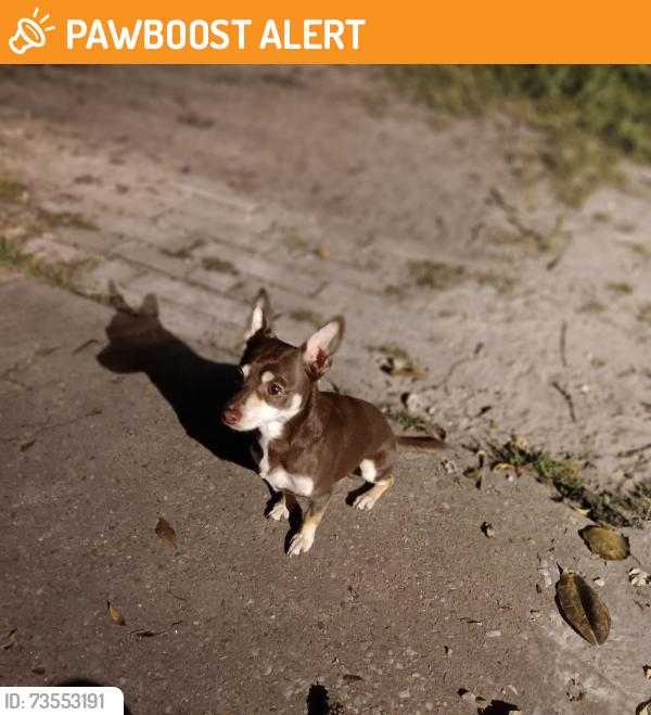 Found/Stray Male Dog last seen Bob Sikes close to Choctaw HS, Fort Walton Beach, FL 32547