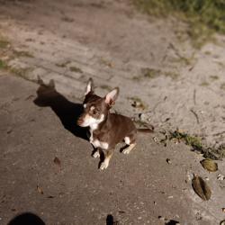 Found/Stray Male Dog last seen Bob Sikes close to Choctaw HS, Fort Walton Beach, FL 32547