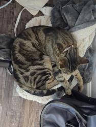 Reunited Male Cat last seen Westgate and 115th, Happy Valley, OR 97086