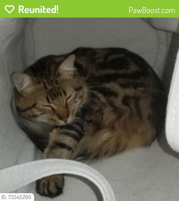 Reunited Male Cat last seen Dover and Boyce Ave, Los Angeles, CA 90039