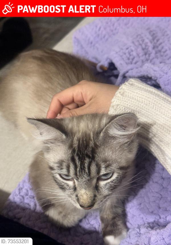 Lost Female Cat last seen Lane on the lake, Columbus, OH 43235