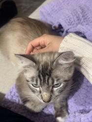 Lost Female Cat last seen Lane on the lake, Columbus, OH 43235