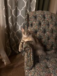 Lost Female Cat last seen 90th and Hanover, Omaha, NE 68122