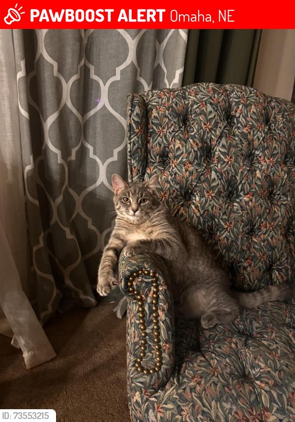 Lost Female Cat last seen 90th and Hanover, Omaha, NE 68122