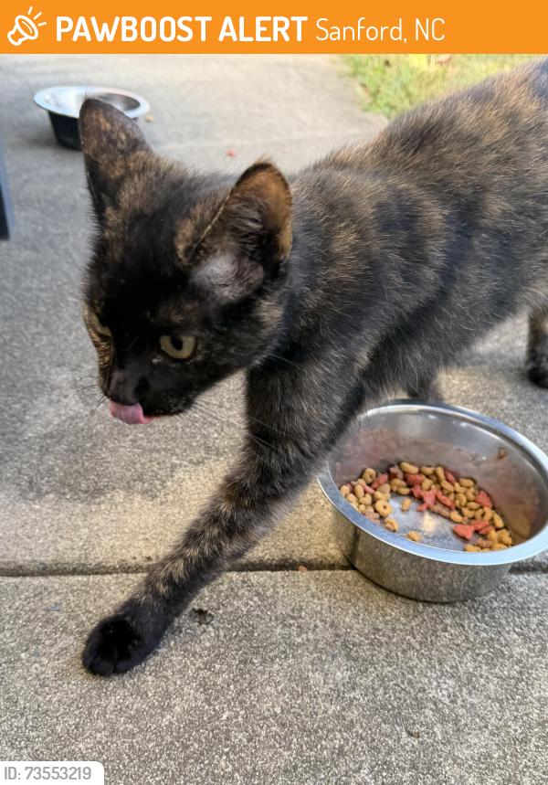 Found/Stray Female Cat last seen Off fire tower rd, Sanford, NC 27330