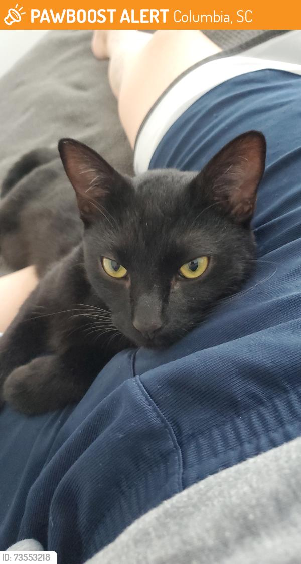 Found/Stray Female Cat last seen Clemson + Ashcroft Circke, Columbia, SC 29229