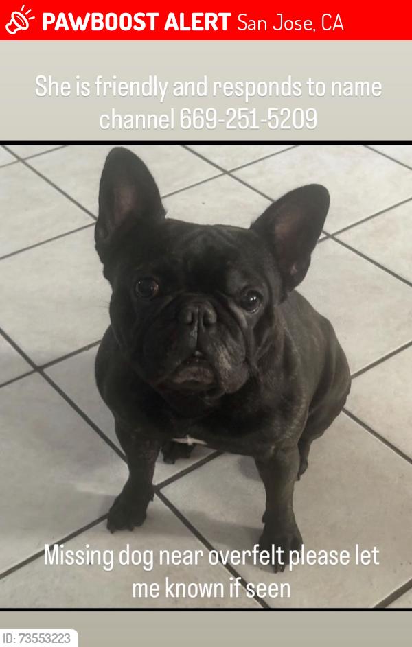 Lost Female Dog last seen Overfelt highschool king & ocala, San Jose, CA 95122