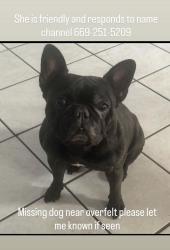 Lost Female Dog last seen Overfelt highschool king & ocala, San Jose, CA 95122