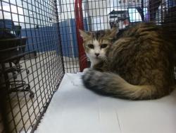 Shelter Stray Female Cat last seen Near BLOCK NORTHWEST DR, 3599 NW 79th Ave, Doral, FL 33122, USA