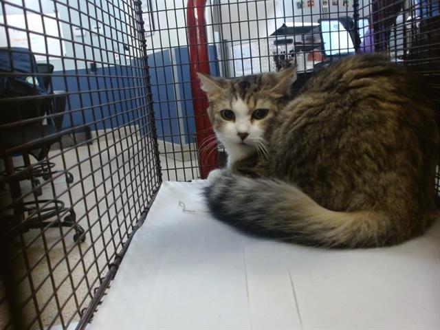 Shelter Stray Female Cat last seen Near BLOCK NORTHWEST DR, 3599 NW 79th Ave, Doral, FL 33122, USA