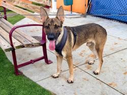Shelter Stray Male Dog last seen Near BLOCK NW 42ND AVE, 3599 NW 79th Ave, Doral, FL 33122, USA