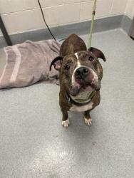 Shelter Stray Female Dog last seen Near, 5001 E Raymond St, Indianapolis, IN 46203, USA