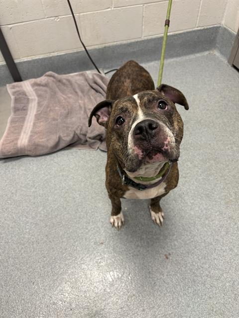 Shelter Stray Female Dog last seen Near, 5001 E Raymond St, Indianapolis, IN 46203, USA