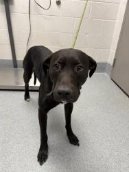 Shelter Stray Male Dog last seen Near, 5001 E Raymond St, Indianapolis, IN 46203, USA