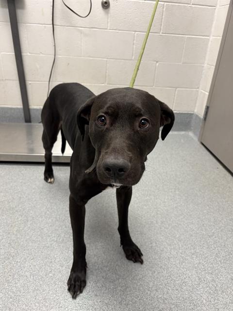 Shelter Stray Male Dog last seen Near, 5001 E Raymond St, Indianapolis, IN 46203, USA