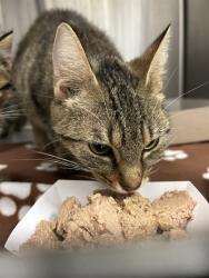 Shelter Stray Female Cat last seen Near, 5001 E Raymond St, Indianapolis, IN 46203, USA