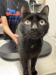 Shelter Stray Male Cat last seen Near, 5001 E Raymond St, Indianapolis, IN 46203, USA