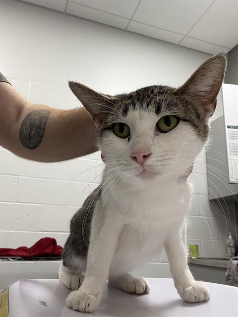 Shelter Stray Female Cat last seen Near, 5001 E Raymond St, Indianapolis, IN 46203, USA