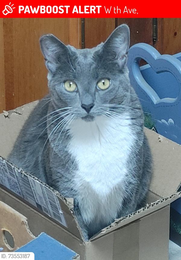 Lost Female Cat last seen W 4th Ave/Garrad St., W 4th Ave,  